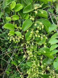 Image result for Cissus rotundifolia
