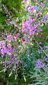 Image result for Sphedamnocarpus pruriens