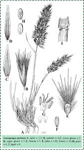 Image result for Enneapogon