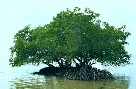 Image result for Rhizophora