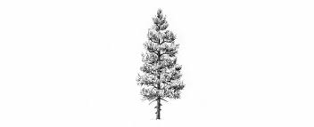 See full list on easylinedrawing.com How To Draw Trees
