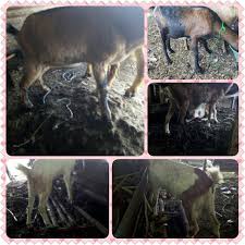 Kandang ternak ayam kampung super ada tiga tipe bentuk lantai, yang terdiri dari : Kandang Kambing Ukuran Kecil Archives Aqiqah Semarang Akikah Semarang Aqiqoh Semarang Aqiqah Amr Semarang 0858 7555 6400 Abu Amr Ahmad
