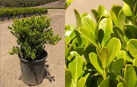 Image result for Buxus