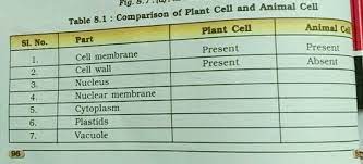 A difference between plant cells and animal cells is that most animal cells are round whereas most plant cells are rectangular.plant cells have a rigid cell wall that surrounds the cell it is involved in cell processes,like secretion, plasma membrane repair, cell signaling, and energy metabolism. Comparison Of Plant Cell And Animal Cell Table 8 1 Comparison Of Plant Cell And Animal Cell Sl Science Cell Structure And Functions 12965075 Meritnation Com
