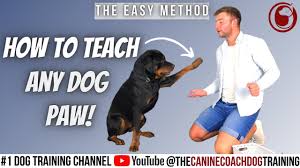 To teach your dog to give high fives, the first thing you want to do is bring your dog in a quiet environment where you can train your dog without if your dog doesn't yet know how to shake his paw, all you have to do is grab his paw and give him a treat. How To Train My Puppy To Give Paw Youtube