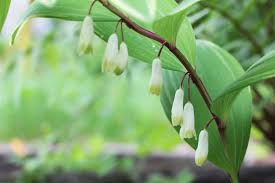 Image result for Combretum falcatum