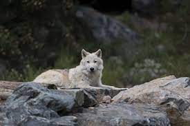 Wolf haldenstein adler freeman & herz llp reminds investors that it has filed a federal securities class action lawsuit against verus international, inc. International Wolf Center Linkedin
