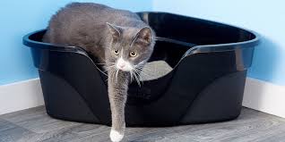 Kedi Dostunuza Kum Secerken Dikkat Etmeniz Gereken 7 Onemli Nokta