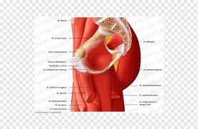 Abdominal and pelvic anatomy encompasses the anatomy of all structures of the abdominal and pelvic cavities. Pelvis Muscle Medial Compartment Of Thigh Hip Polish Text Anatomy Arm Png Pngwing