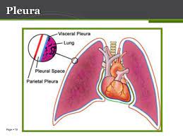 Anatomy Of Lung Pleura