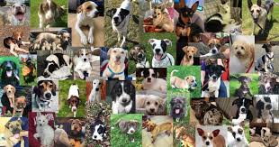 Petco's welcome to the family new pet parent starter guide provides new pet parents substantial benefits with hundreds of dollars worth of coupons for everything a new. Two Hearts Animal Rescue Reviews And Ratings Oxford Nj Donate Volunteer Review Greatnonprofits