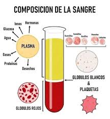 ? Composición de la sangre La sangre es un tejido líquido fundamental para  el funcionamiento del organismo. Su función principal es transportar  oxígeno, nutrientes, hormonas y eliminar desechos del cuerpo. Está compuesta