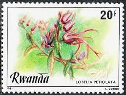 Image result for Lobelia petiolata