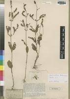 Image result for Aeollanthus pubescens