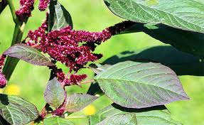 We did not find results for: The Cultivation Of Amaranta Separate Rules And Tips Amaranth On Flowerbed Growing Seedlings And Plant Care