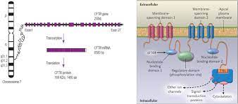 Use Of Potentiators And Correctors To Rescue The Various Effects Of Mutations In Cystic Fibrosis
