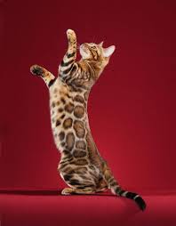 Discover our exotic felines available for sale below. Bengal Cat Wikipedia