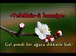 Gel Simdi Bir Agaca Dikkatle Bak Bahar Yaprak Simsek
