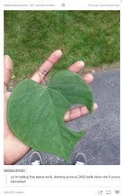 Bidoof Crossing Animal Crossing Funny Animal Crossing Animal Crossing Memes