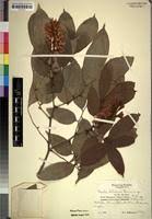 Image result for Craibia