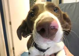 See more of all pets veterinary clinic on facebook. London Veterinary Clinic London Veterinarians