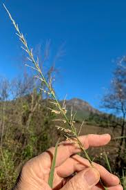 Image result for Echinochloa pyramidalis