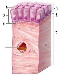 Principles Of Anatomy And Physiology Chapter 4 Tissues Flashcards Quizlet