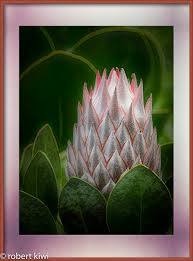 Image result for Macledium sessiliflorum