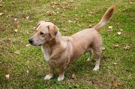 Folge deiner leidenschaft bei ebay! 8 Dog Breeds That Look Like Labs Patchpuppy Com