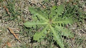 Whether in your yard or in your home, you'll want to plants that are poisonous to cats made up 3,675, or about a third, of those calls. Cat S Ear Dandelion Nc State Extension Publications