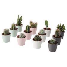 See 216 traveler reviews, 328 candid photos, and great deals for cactus hotel, ranked #17 of 76 hotels the hotel cactus is the perfect choice for visitors of all ages and preferences. Cactaceae Plant With Pot Cactus Assorted Species Plants 2 6 Cm Ikea