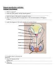 Repro System Worksheets Doc 1 Letter Course Hero