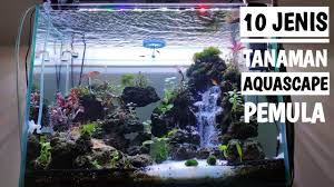 Berbagai jenis aquascape telah dijelaskan secara rinci. 10 Jenis Tanaman Aquascape Untuk Pemula Youtube