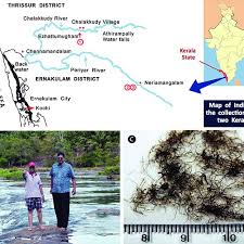 Periyar river map (page 1). A Map Of Kerala India Showing Periyar And Chalakkudy River Download Scientific Diagram