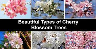 I have mixed feelings about the kwanzan cherry trees in my yard. Types Of Cherry Blossom Trees With Japanese Cherry Blossom Pictures
