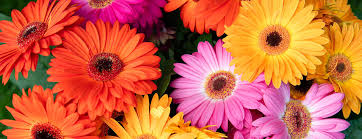 Image result for Gerbera jamesonii