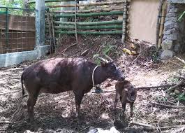 conservation hopes high after third anoa born at breeding center sat august 11 2018 the jakarta post conservation hopes high after third