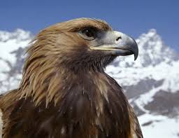 Изучайте релизы eagles на discogs. Europe S Eagles Under Threat From Vulture Killing Drug New Scientist