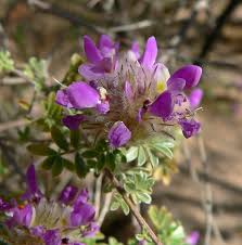 Image result for Indigofera pulchra