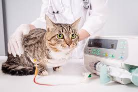 A Quick Guide to Coping with Cat Emergencies - All About Cats