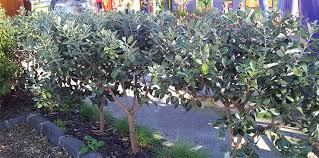 Photo C Bulleen Art Garden Fruit Trees Guava Tree Feijoa