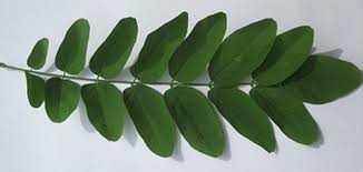 When the number of leaflets is. Pinnate Definition Of Pinnate