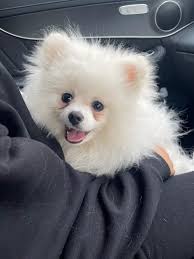 Lost pet found in Sydney