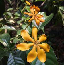 Gardenia Carinata Of The Rubiaceae Fragrant Plant Fragrant Flowers Plant Leaves