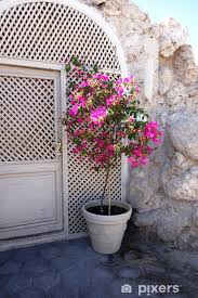My bougainvilleas in santa barbara grew a bit faster because the winter evening temps were milder & the summer temps and sunshine not as intense. Fototapete Bougainvillea Vor Dem Haus Pixers Wir Leben Um Zu Verandern