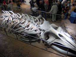 Carla's coloring pages classroom safari color a smile colorfornia coloring castle colourcanada complex coloring printables doctor p. File Ga Aquarium Skeleton Jpg Wikipedia