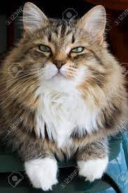 Tender Cat Of Siberian Breed, Brown White Tabby Stock Photo, Picture and  Royalty Free Image. Image 92332138.