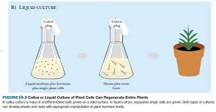 Maybe you would like to learn more about one of these? Plant Tissue Culture