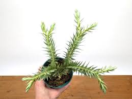 Image result for Huperzia bampsiana