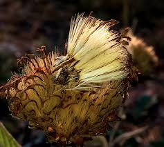 Image result for Pleiotaxis